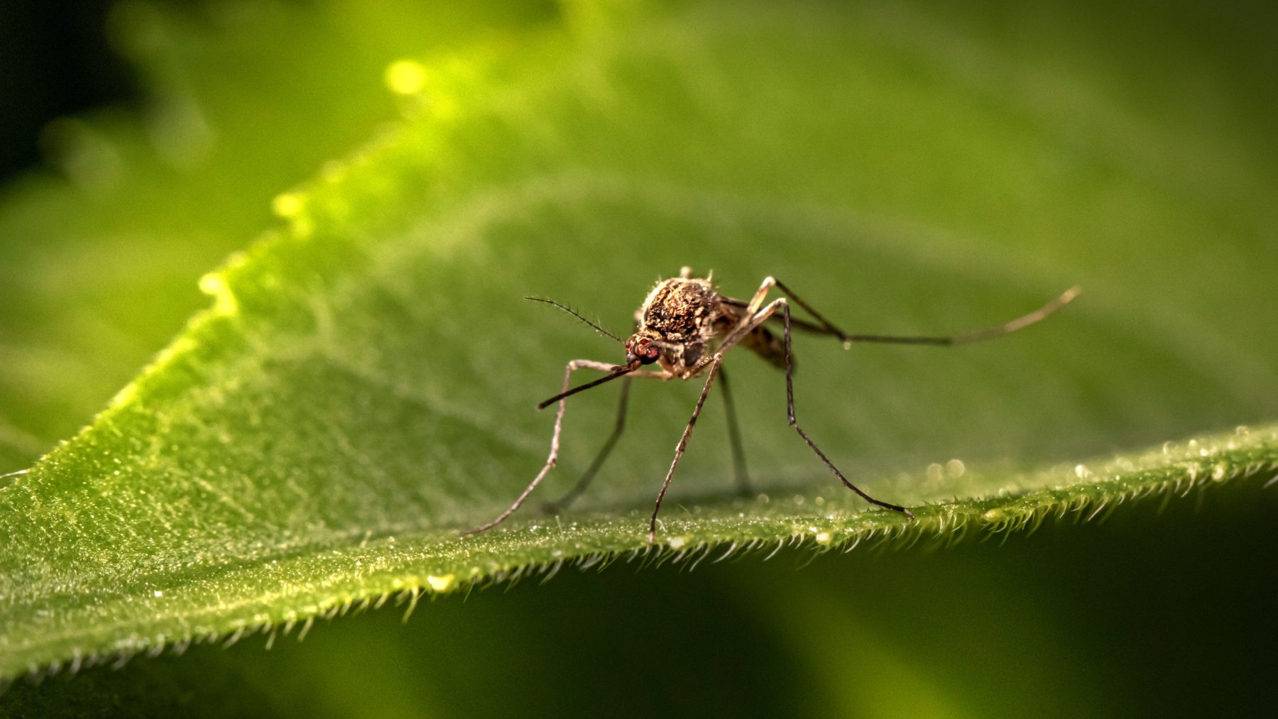 Moustique posé sur une feuille verte, illustration des bougies à la citronnelle anti-moustique