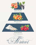 Pyramide olfactive Abricot : tête pêche et cassis, cœur abricot mûr, fond musc et framboise