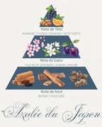 Pyramide olfactive Azalée du Japon : tête amande et cassis, cœur fleur de cerisier et jasmin, fond boisé musqué