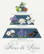 Pyramide olfactive Fleur de Lotus : tête bergamote et thé blanc, cœur héliotrope et jasmin, fond musc et fève tonka
