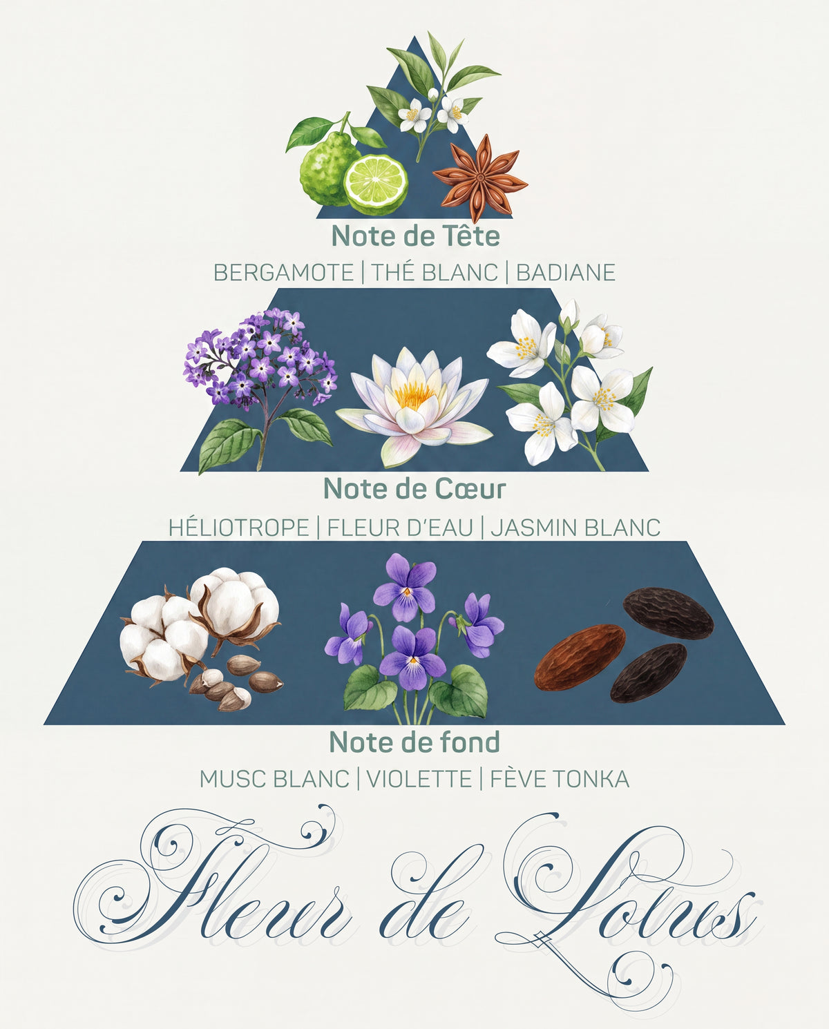 Pyramide olfactive Fleur de Lotus : tête bergamote et thé blanc, cœur héliotrope et jasmin, fond musc et fève tonka