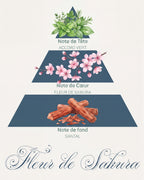 Pyramide olfactive Fleur de Sakura : tête accord vert, cœur fleur de sakura, fond santal