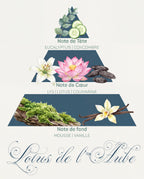 Pyramide olfactive Lotus de l'Aube : tête eucalyptus et concombre, cœur lys et lotus, fond mousse et vanille