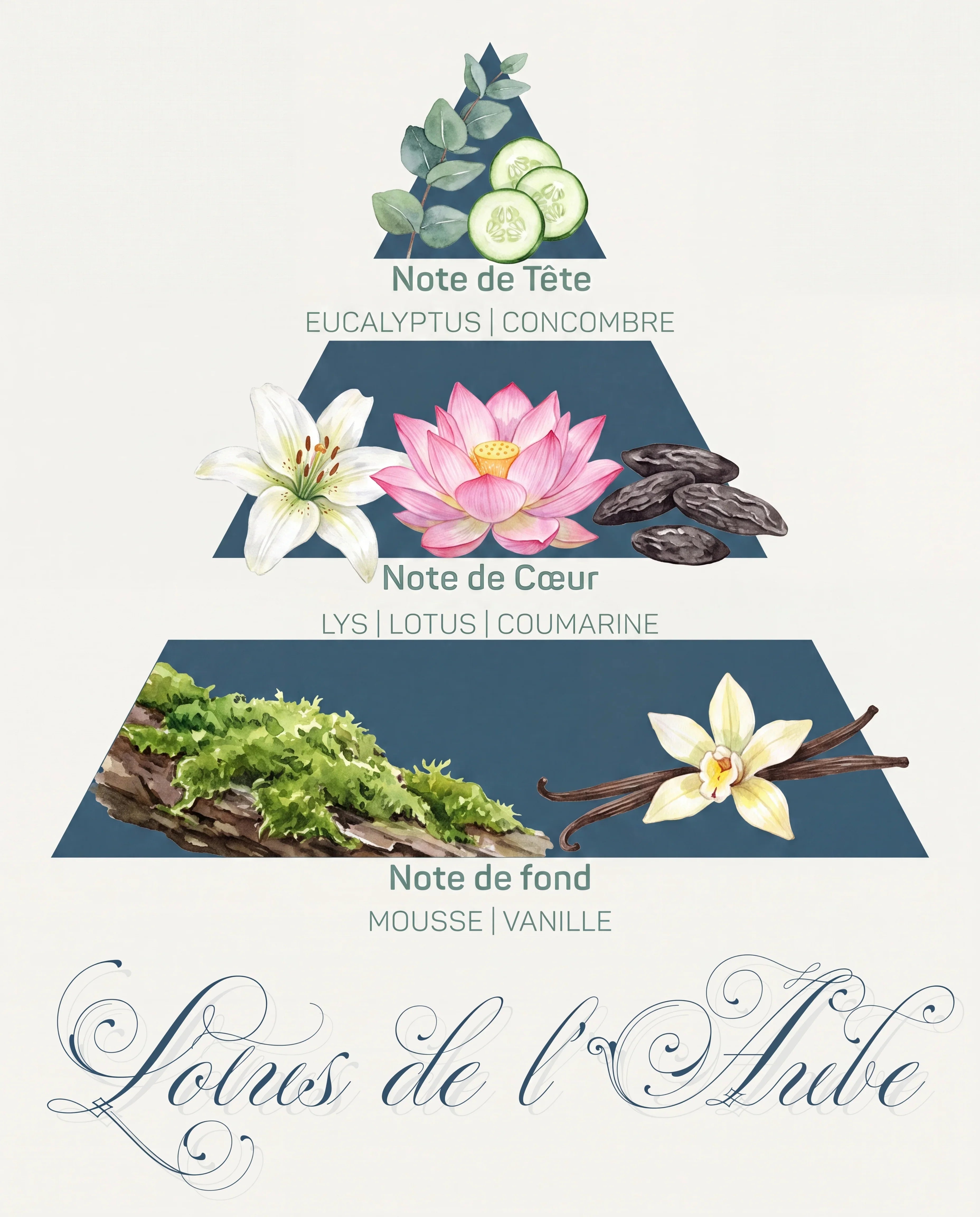 Pyramide olfactive Lotus de l'Aube : tête eucalyptus et concombre, cœur lys et lotus, fond mousse et vanille