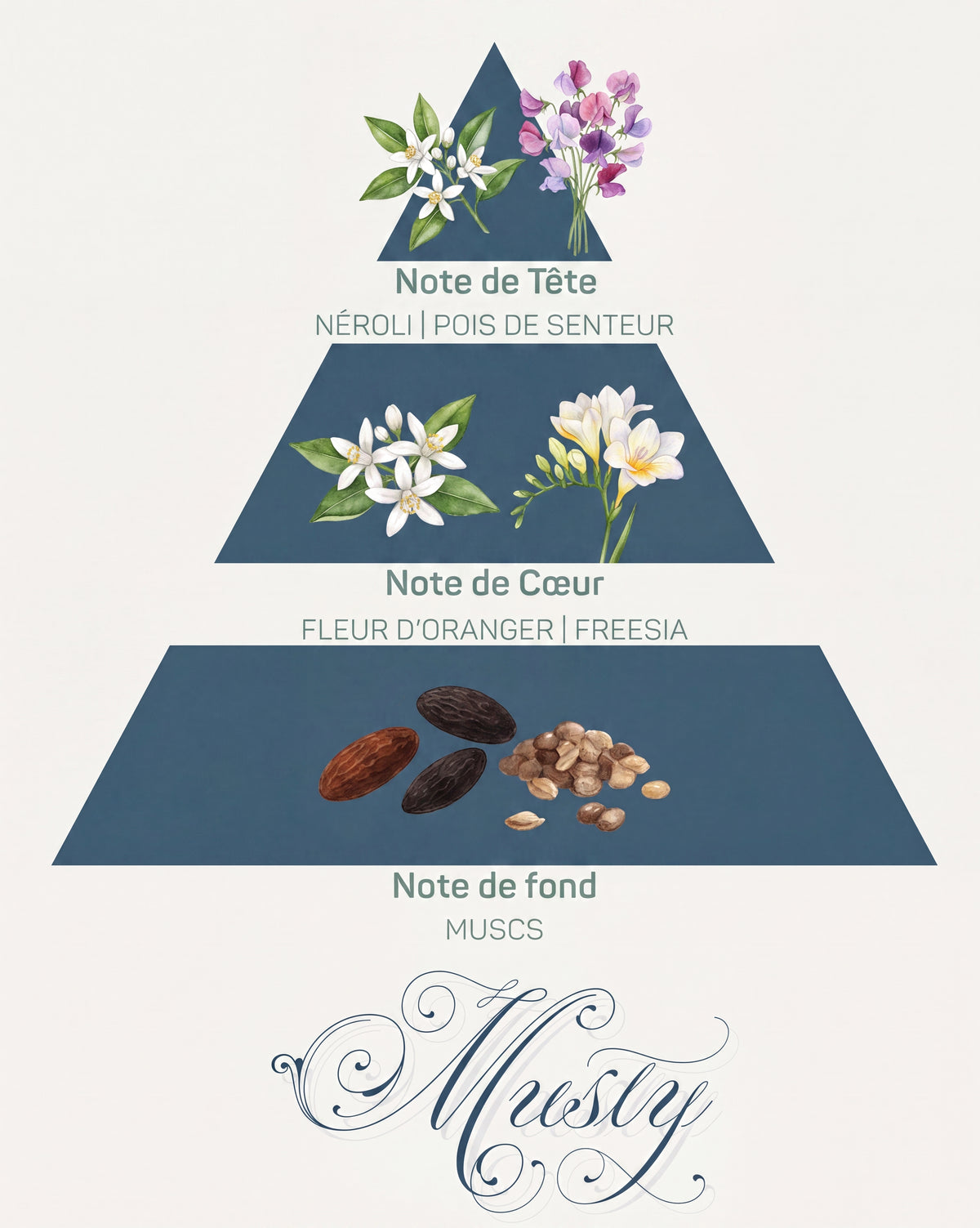 Pyramide olfactive Musty : tête néroli et pois de senteur, cœur fleur d'oranger et freesia, fond muscs