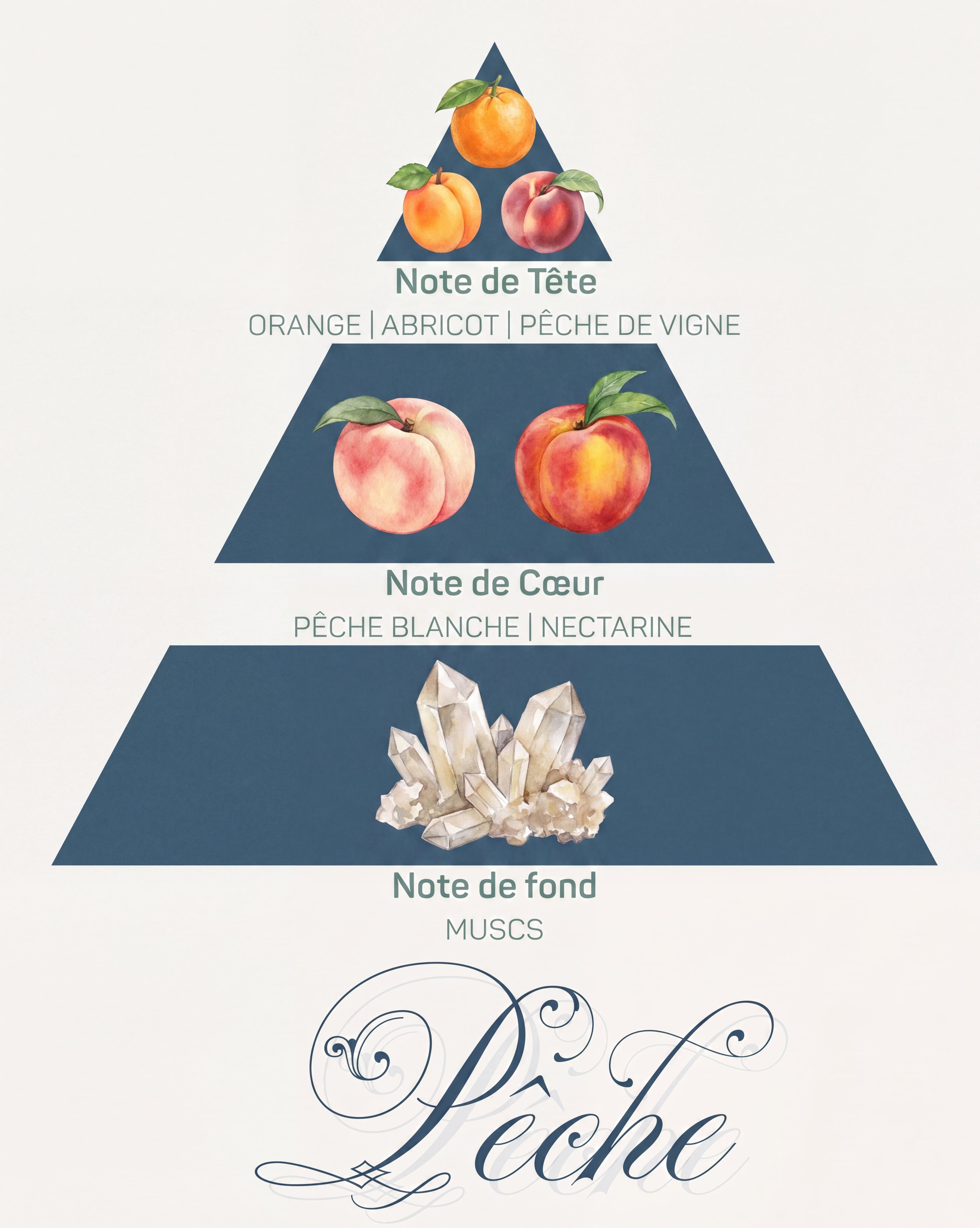 Pyramide olfactive Pêche : tête orange, abricot et pêche de vigne, cœur pêche blanche et nectarine, fond muscs doux