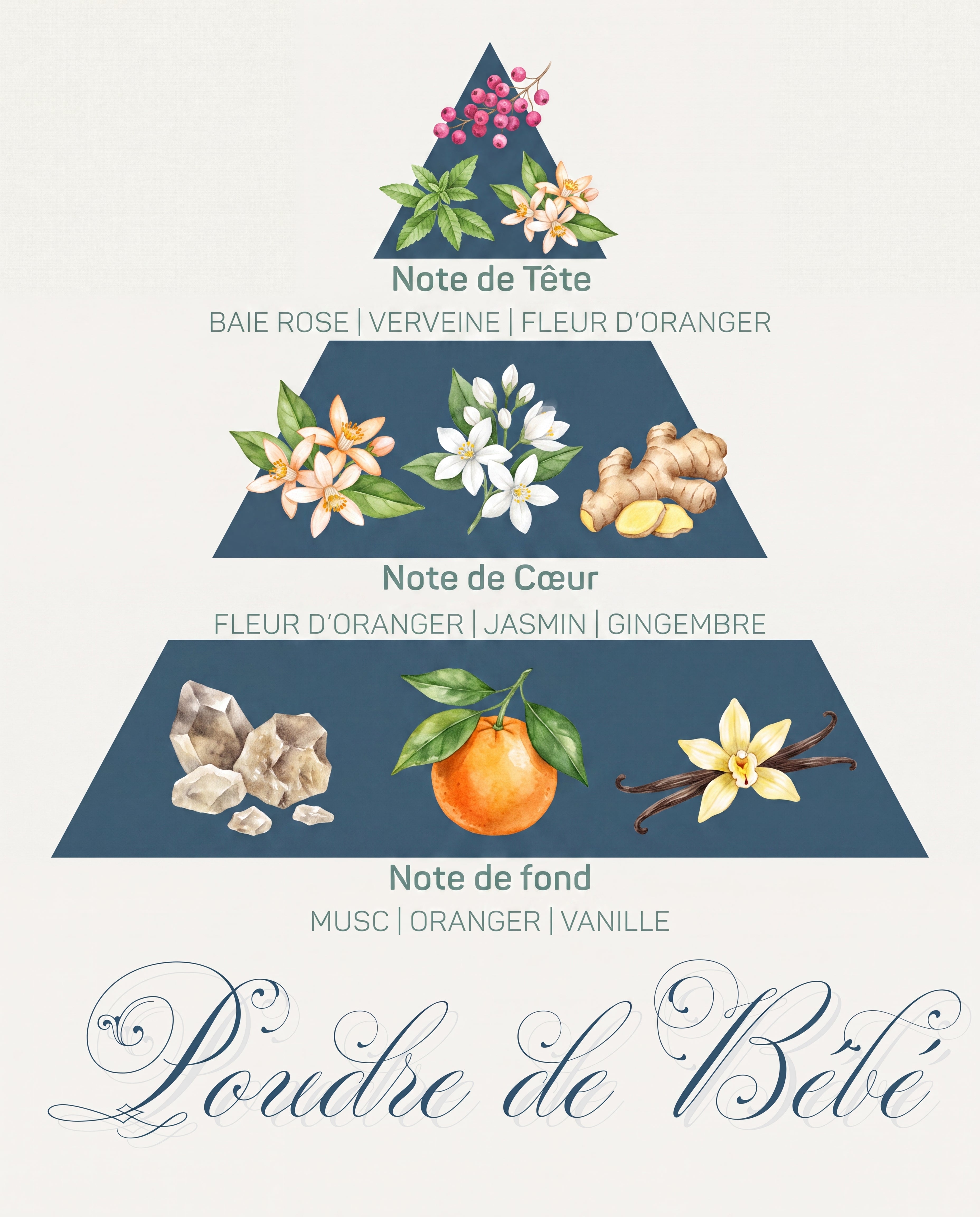 Pyramide olfactive Poudre de Bébé : tête baie rose et verveine, cœur fleur d'oranger et jasmin, fond musc et vanille