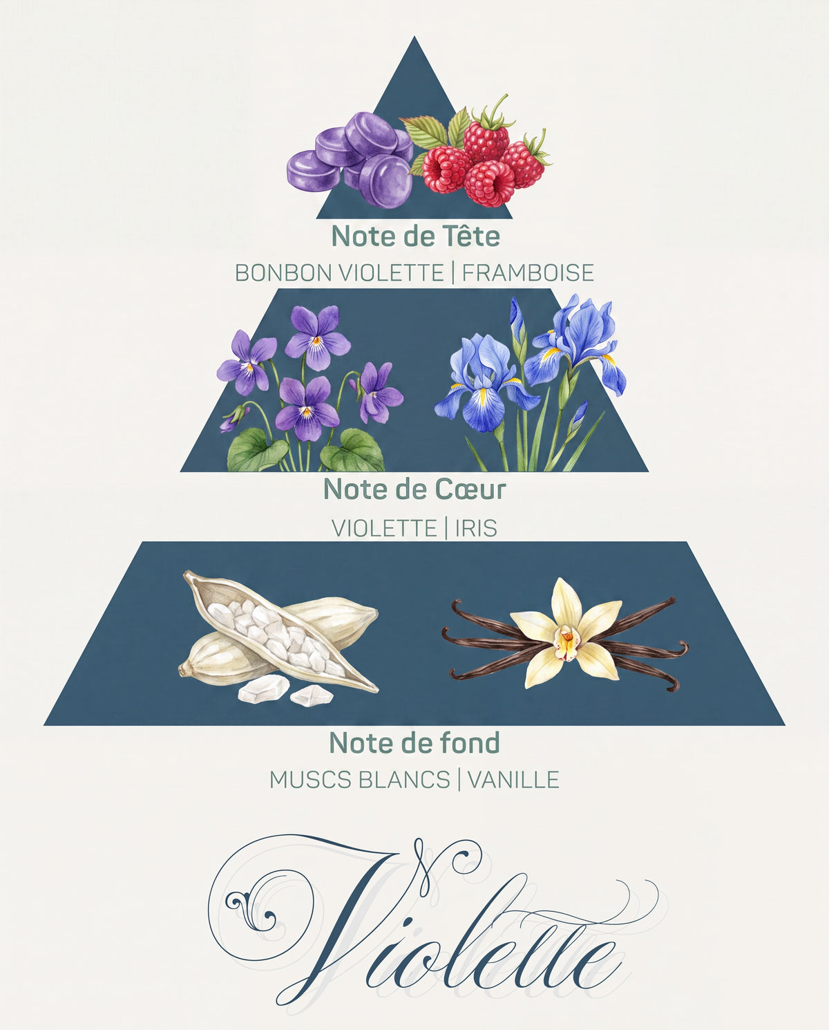 Pyramide olfactive Violette : tête bonbon violette et framboise, cœur violette et iris, fond muscs blancs et vanille